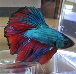 Kampfisk Rosetail Han